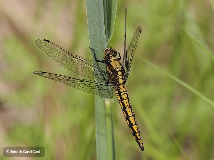 J15_3092 Orthetrum cancellatum male.JPG